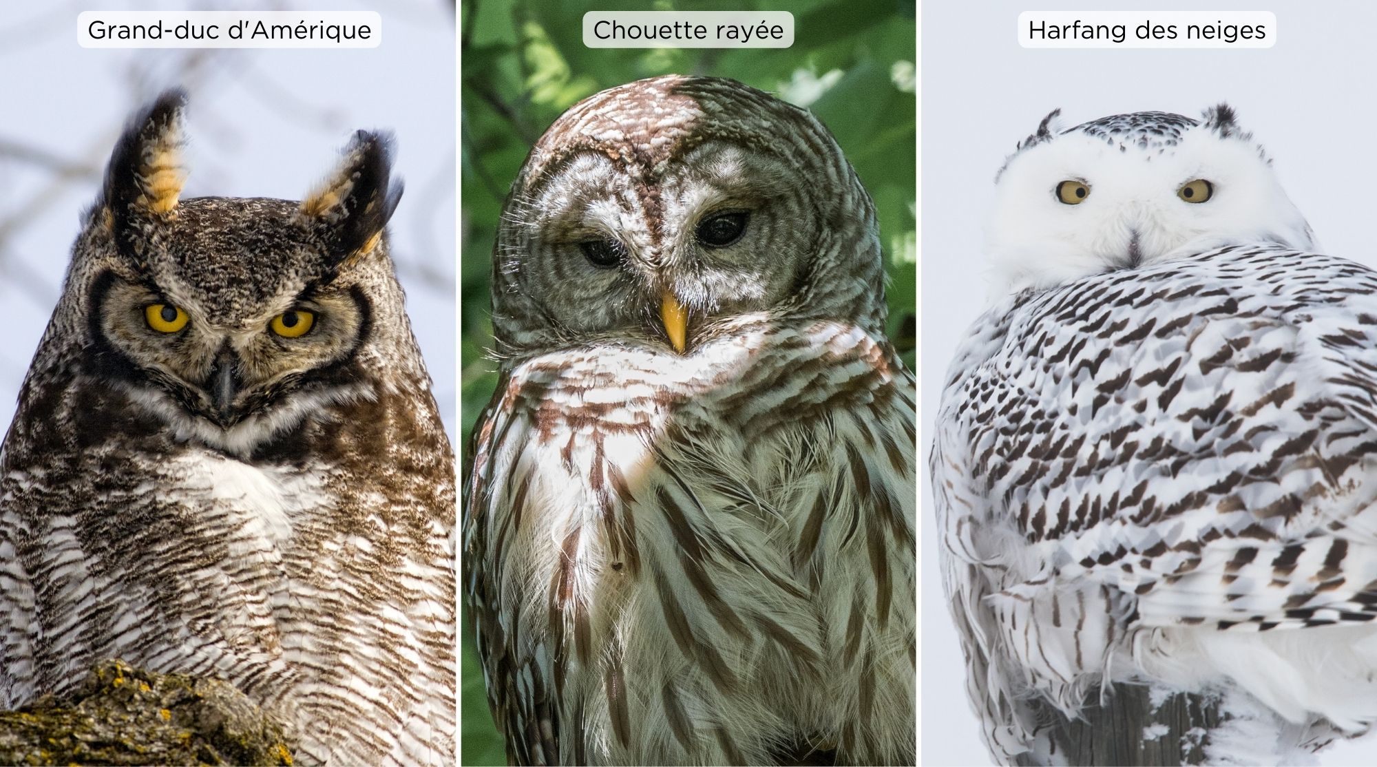 Hibou Sans Plumes