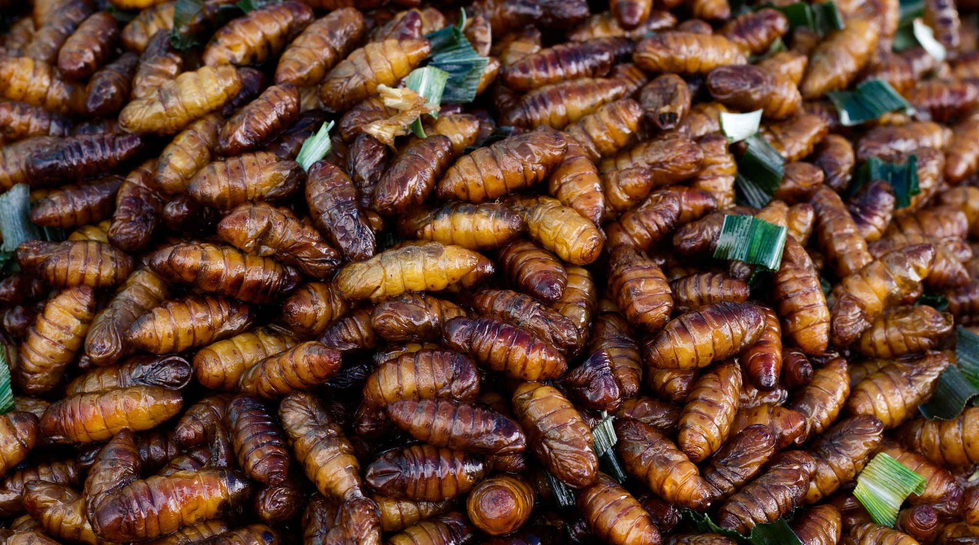 Cuisine D'insectes Entomophagie Comme Insectes Comestibles Manger Des Insectes  Manger image libre de droit par lightsource © #449080698