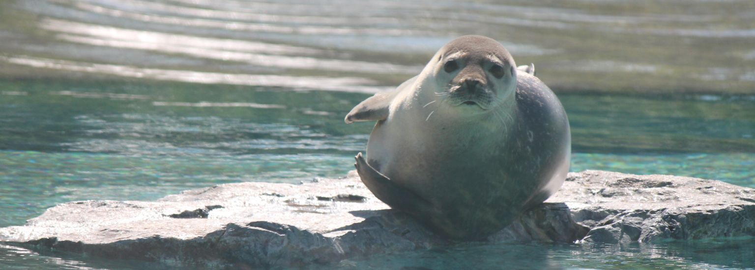 Phoque commun - Bioparc