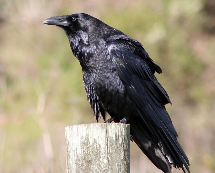 Corbeau ou corneille, qui me réveille le matin? - Bioparc