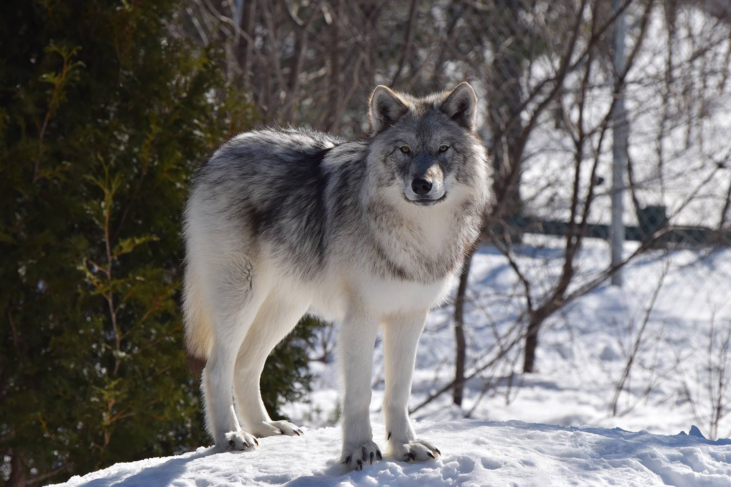 Loup gris - Bioparc