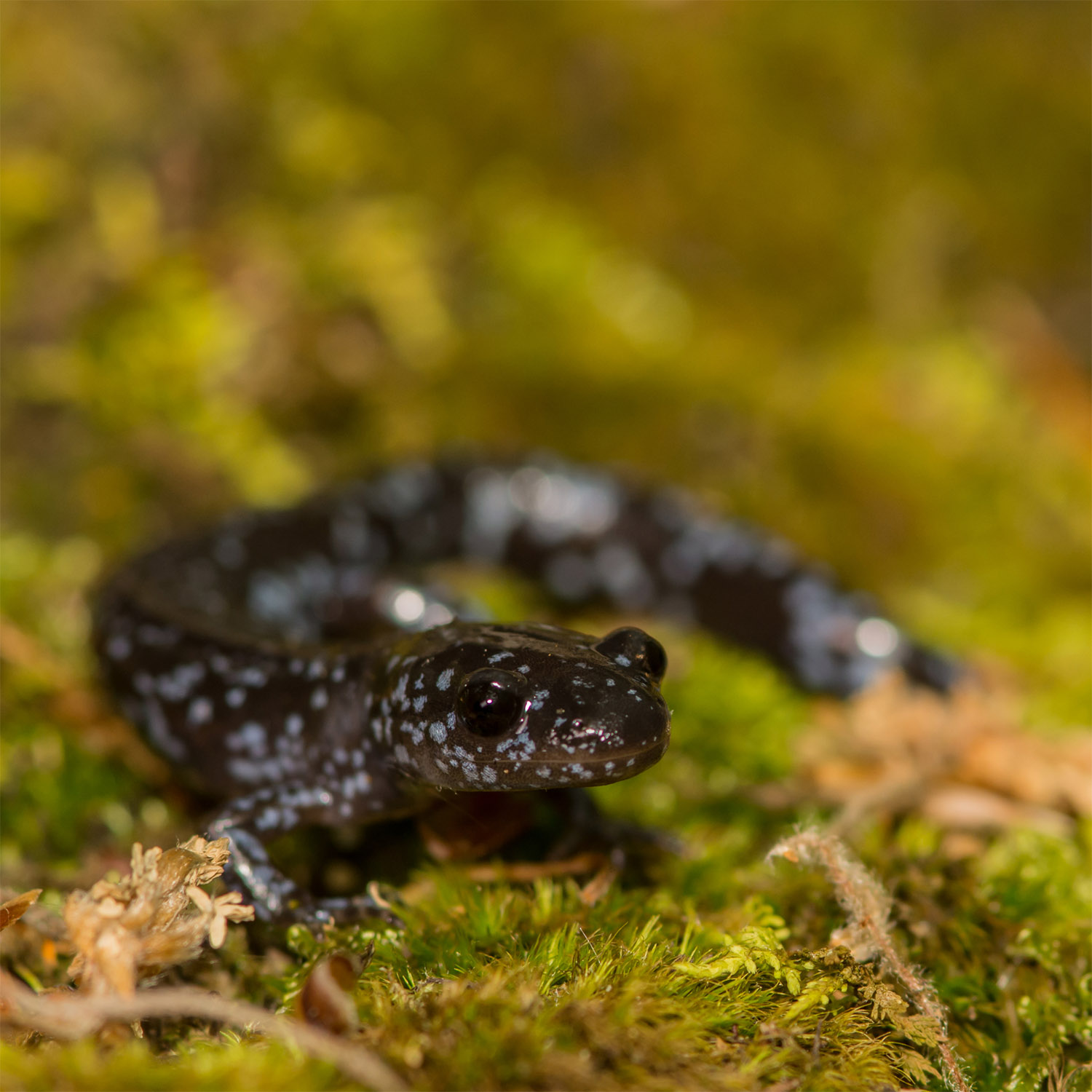 Ambystoma Laterale