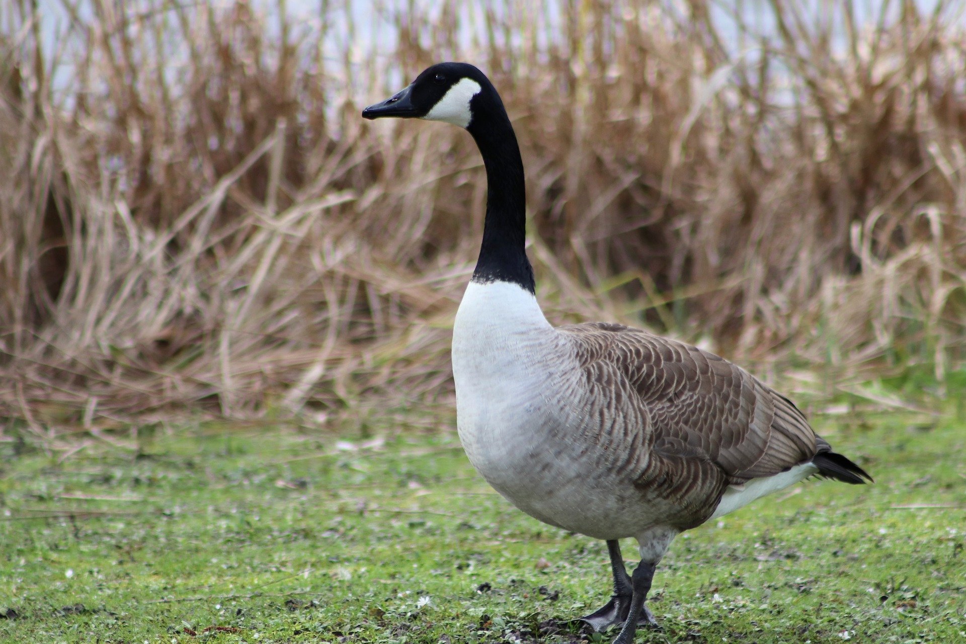 Canada hotsell goose francais