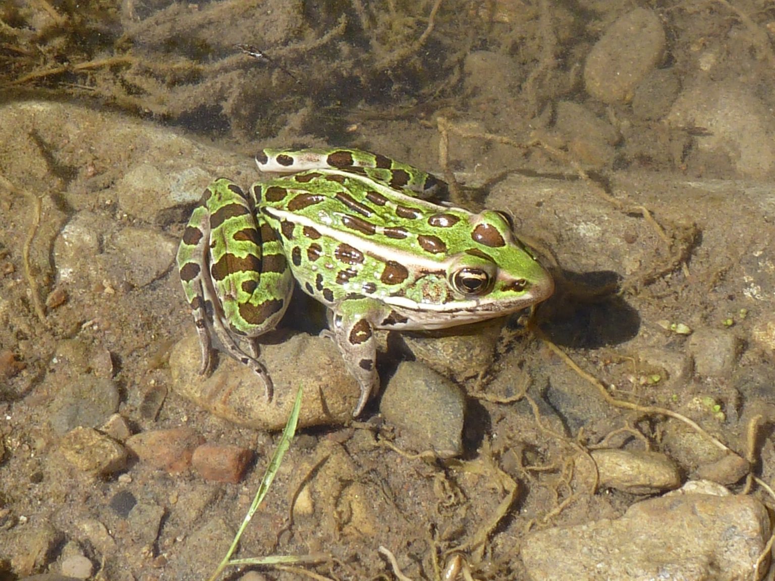 Lot De 5 Grenouilles Rebelles-R Pour Pêche - Leurres Grenouille Léopard - Neuf