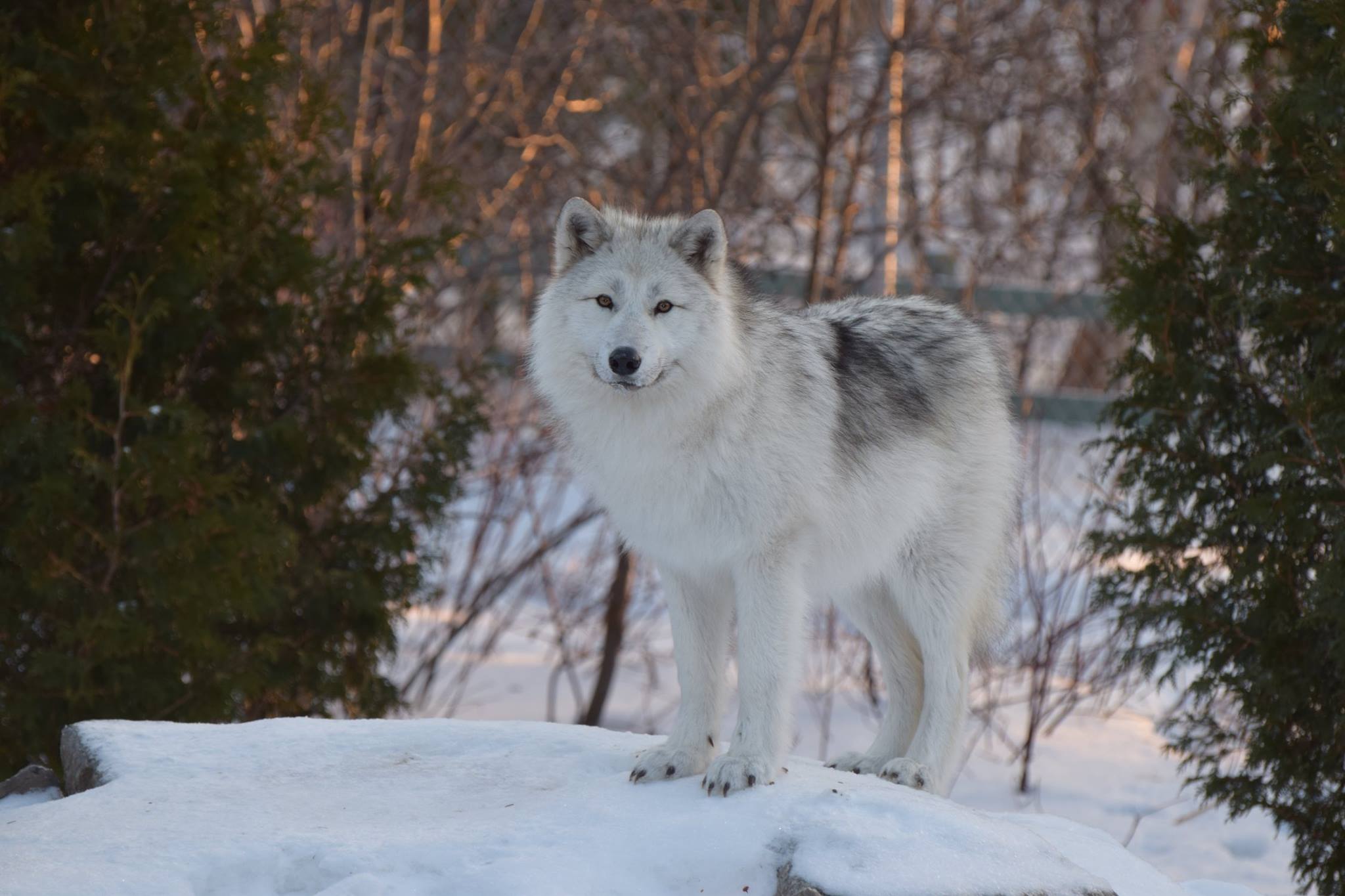 Loup gris - Bioparc