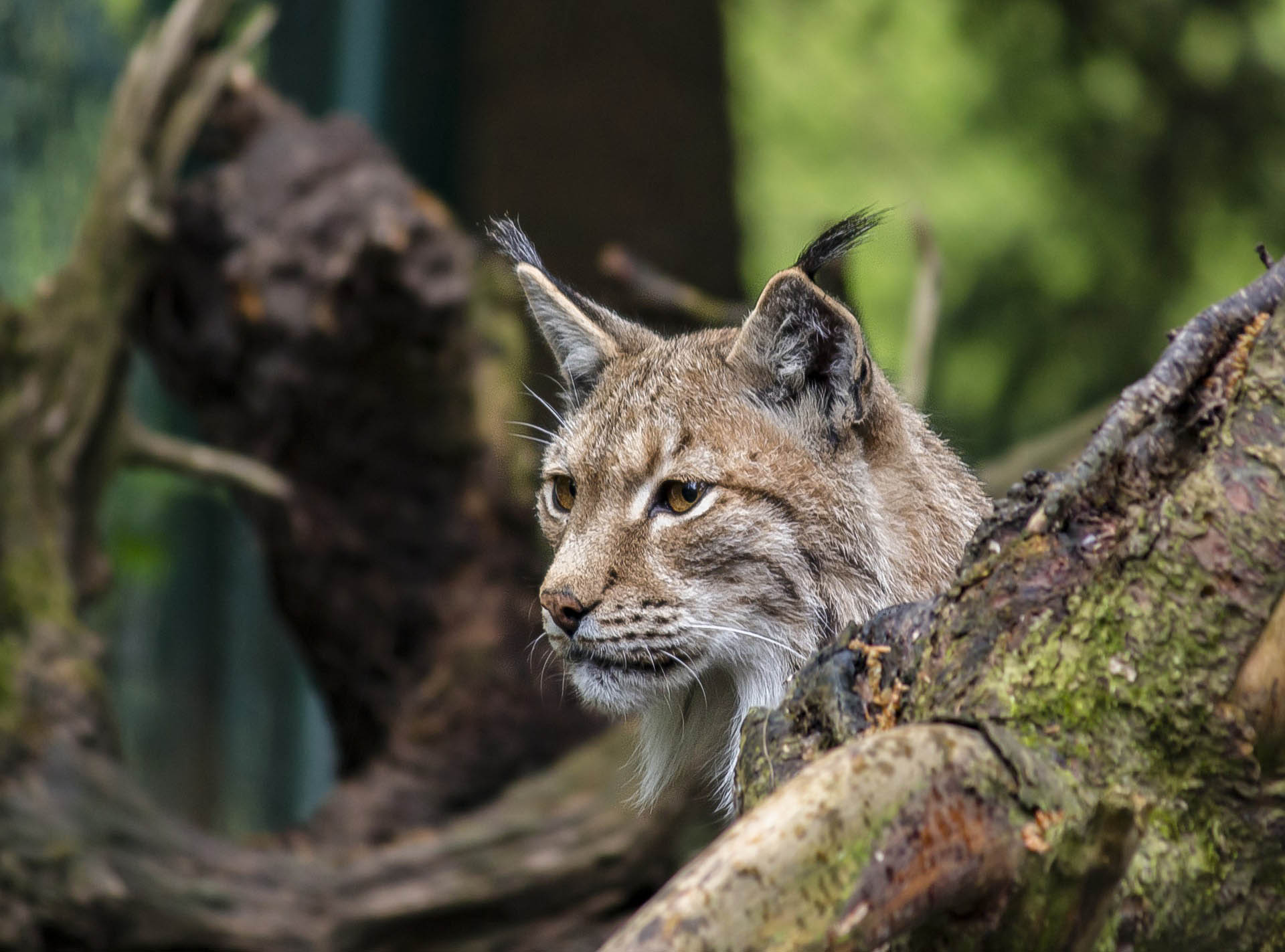 Le lynx du Canada - Le Trait d'Union