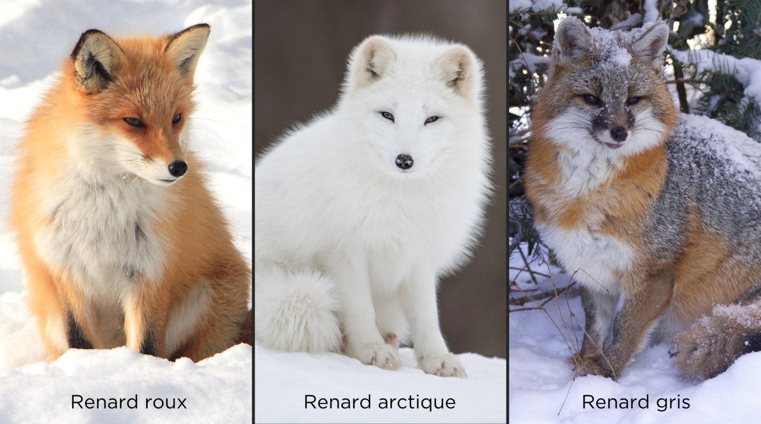 Roux, blanc, gris, qui est ce renard? Bioparc