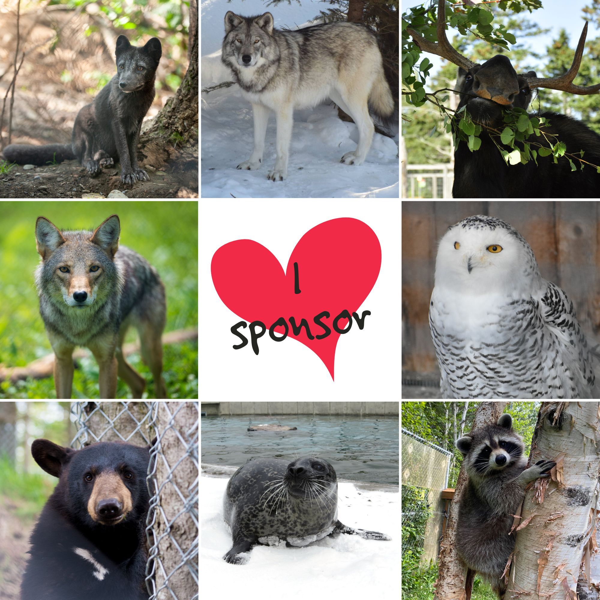 Pour contribuer - Bioparc